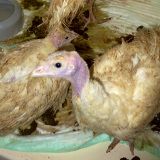 Tierexperimentator der Vet Uni Wien klagt VGT-Obmann wegen Kritik an Tierversuchen