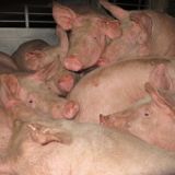 Gequälte Schweine – getäuschte Konsumenten