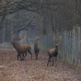 Treibjagd in Jagdgatter Südburgenland: VGT fordert Gatterjagdverbot im Burgenland