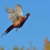 Vorarlberg verbietet das Aussetzen von gezüchtetem Federwild zur Jagd!