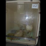 Gericht verbietet VGT vorerst Kritik an Tierversuchen an Puten in der Vet Uni Wien