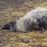 Schockierende Tierqual auf der Weide