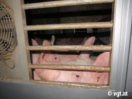 Schweinetransport