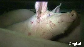 Schweinetransport