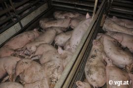 herkömmliche Schweinehaltung