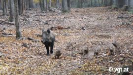 Wildschweinfamilie