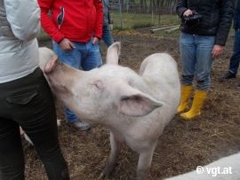 Schwein streicheln