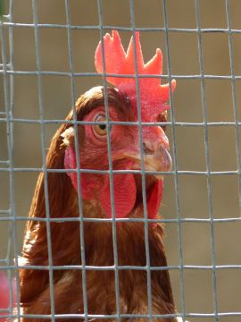 Henne hinter Gittern
