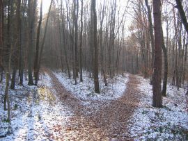 Wald