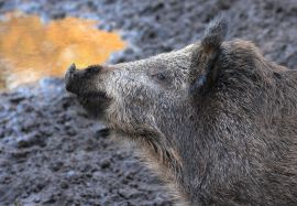 Wildschwein