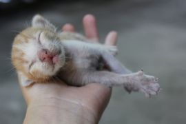 Katzenbaby