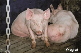 Schweine auf Vollspaltenboden