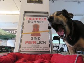 Gähnender Hund vor Bett und Hinweisschild