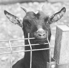 Petition Tierschutzgesetz: Ziegenenthornung