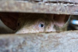 Schwein