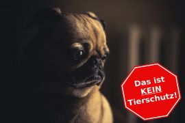 Mops