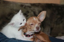 Chihuaua und taube Katze