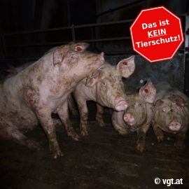 Schweine auf Vollspaltenboden