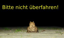 Erdkröte