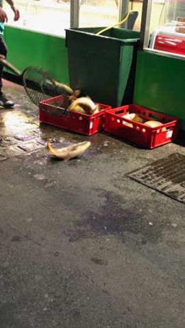 Fisch zappelt am Boden