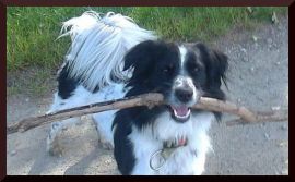 Hund Jamie