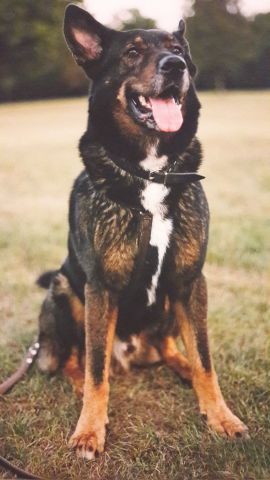 Hund Kimbo