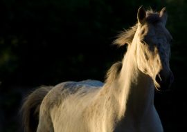 pferd
