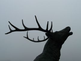 Hirsch