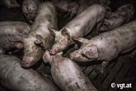 Schweine