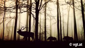 Wald