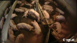 Verletztes Schwein