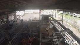 Landwirt schlägt Rind