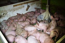 dicht gedrängte Schweine in der Mast