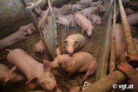 Schweine 1