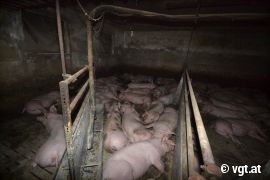 Schweine eng an eng