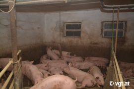 Holz an Kette, Schweine