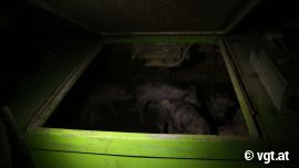 Schweineboxen