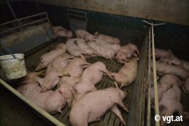 Schweinehaltung