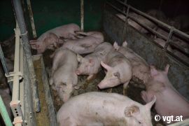 kotverschmierte Schweine