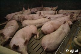 Schweine eng an eng