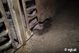 verzweifelt schauendes Schwein
