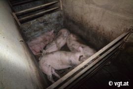 eingepferchte Schweine