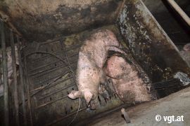 schreckliche Schweinehaltung