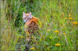 Katze in Wiese