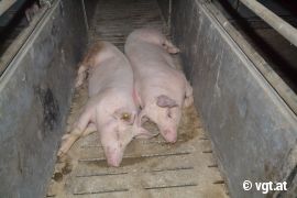 kranke Tiere auf hartem Boden