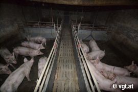 Schweine in Buchten