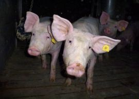 Traurig dreinblickende Mastschweine