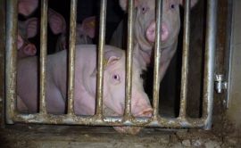 Jungschweine in der Mast