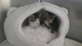 katzen