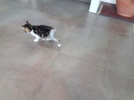katze